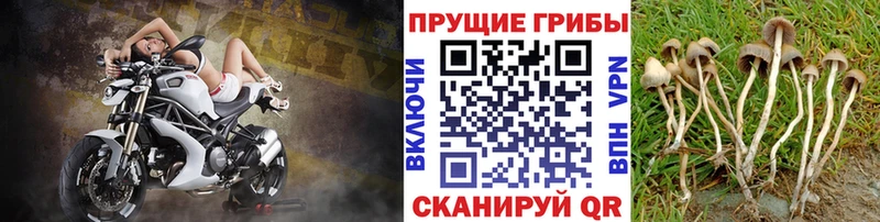 Галлюциногенные грибы мицелий  Купить  Гатчина 